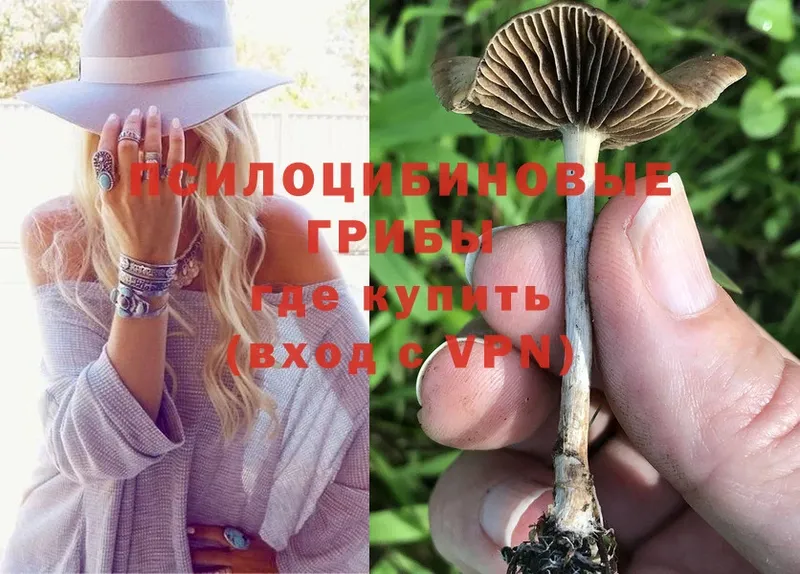 Псилоцибиновые грибы Psilocybine cubensis  Безенчук 